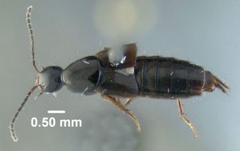 Media type: image;   Entomology 601698 Aspect: habitus dorsal view